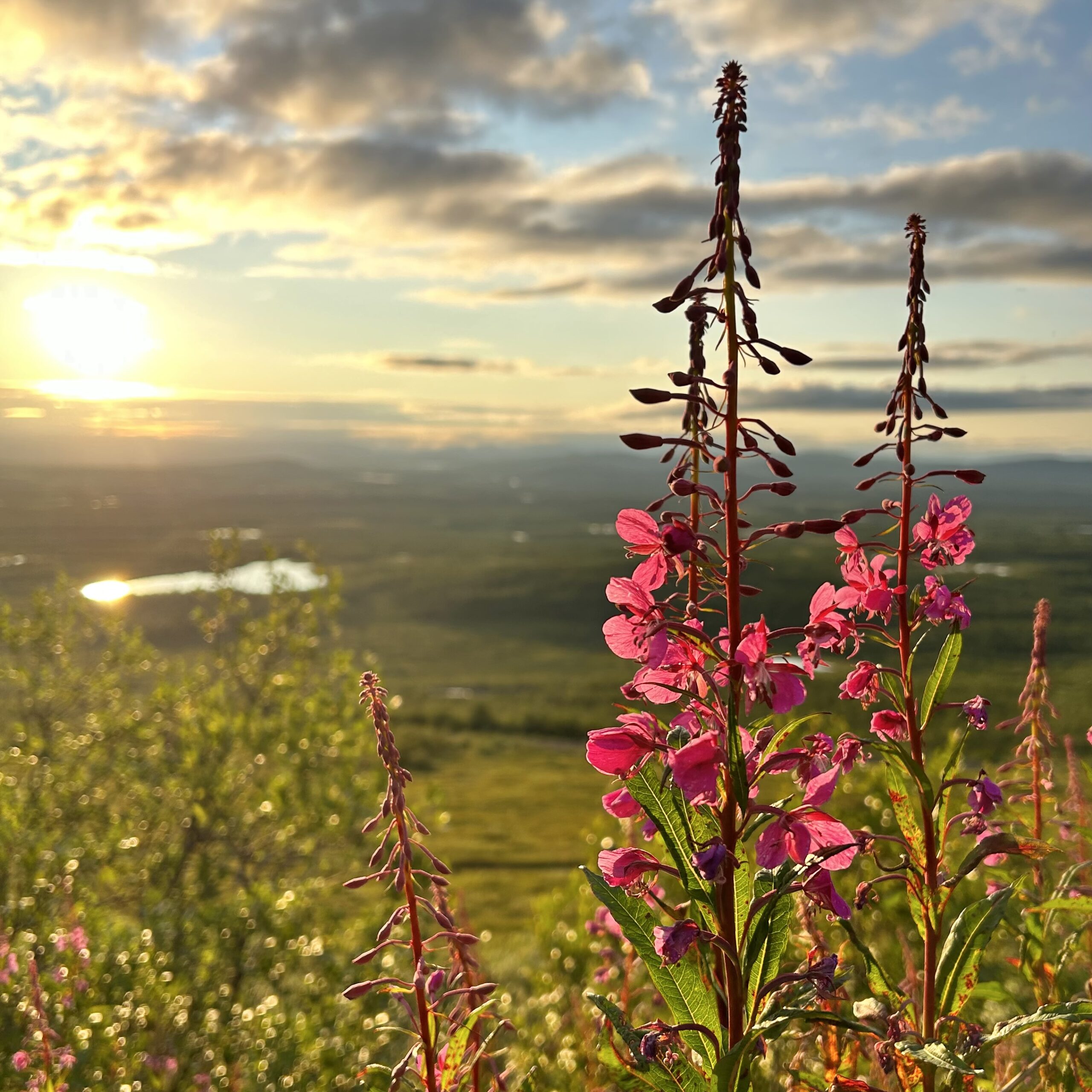 Fjällmassiv2